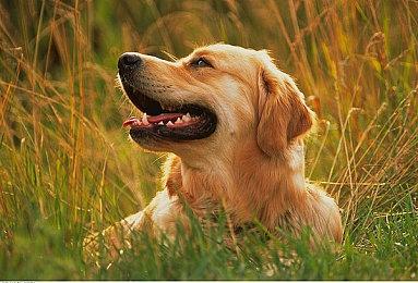 传闻：《生化危机4RE》“忠实于”原作 但仍有重大变化